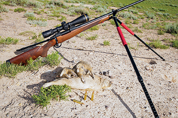 The M48 in 22 Nosler has taken hundreds of prairie dogs hunting with Spur Outfitters in Encampment, Wyoming.